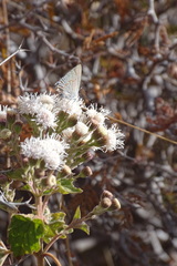 Ageratina petiolaris