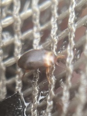 Bidessonotus