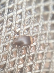 Bidessonotus