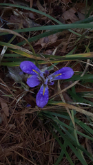 Iris verna