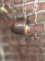 Bidessonotus