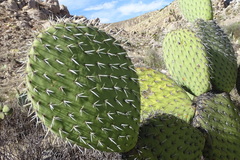 Opuntia leucotricha