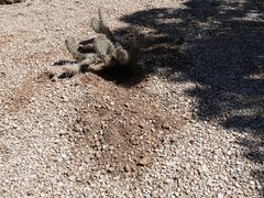Opuntia diploursina