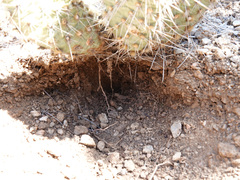 Opuntia diploursina