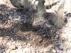 Opuntia diploursina