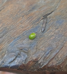 Gratiana spadicea