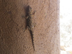 Hemidactylus platycephalus