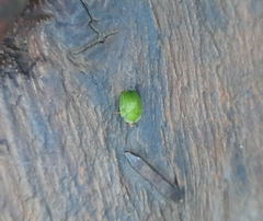 Gratiana spadicea