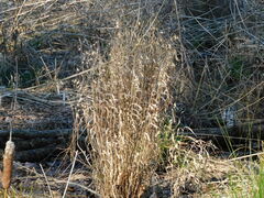 Chasmanthium latifolium