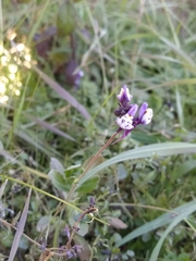 Linaria amethystea