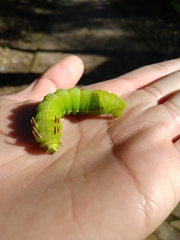 Saturniidae