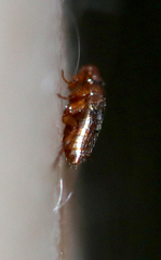 Siphonaptera
