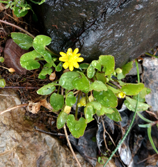 Halerpestes cymbalaria