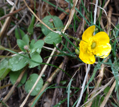 Ranunculus eschscholtzii