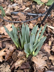 Narcissus pseudonarcissus