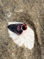 Paraconcavus pacificus