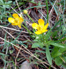 Ranunculus eschscholtzii