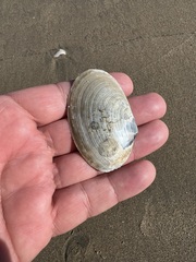 Periploma planiusculum