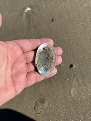 Periploma planiusculum