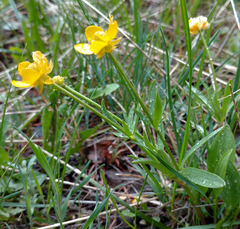 Ranunculus eschscholtzii