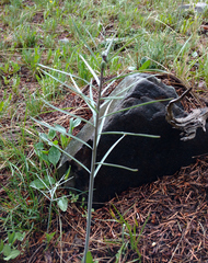 Fritillaria atropurpurea