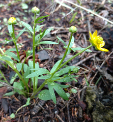 Ranunculus eschscholtzii