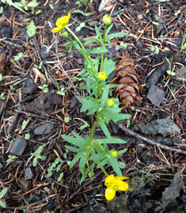 Ranunculus eschscholtzii