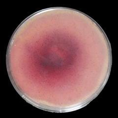Fusarium