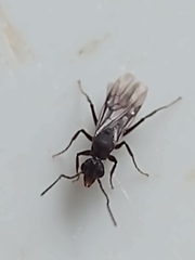 Dolichoderus