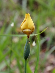 Trimezia juncifolia