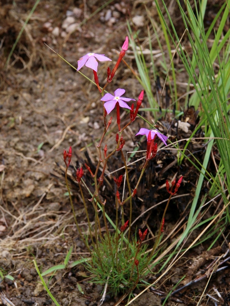 Mandevilla myriophylla