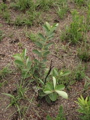 Psidium grandifolium