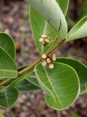 Psidium grandifolium