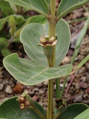 Psidium grandifolium