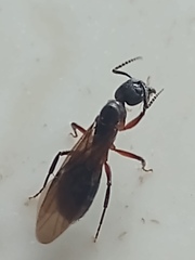 Dolichoderus diversus