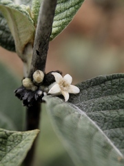 Sabicea brasiliensis
