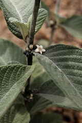 Sabicea brasiliensis