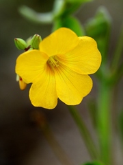 Oxalis suborbiculata