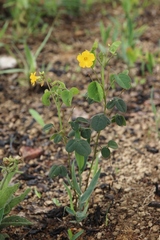 Oxalis suborbiculata