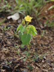Oxalis suborbiculata