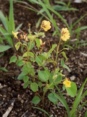 Oxalis suborbiculata