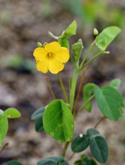 Oxalis suborbiculata