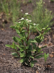 Ichthyothere latifolia