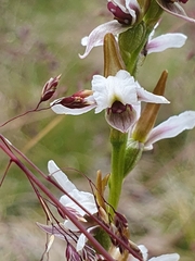 Prasophyllum suttonii