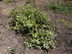 Ichthyothere latifolia