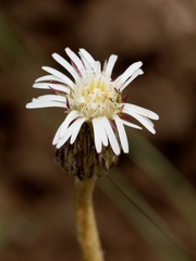 Chaptalia integerrima