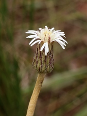 Chaptalia integerrima