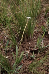 Chaptalia integerrima