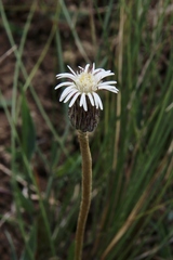 Chaptalia integerrima