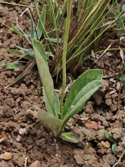 Chaptalia integerrima